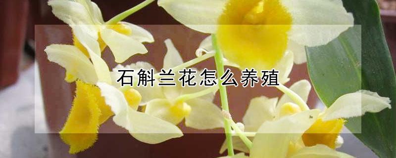 石斛兰花怎么养殖 石斛兰花怎么养殖方法和注意事项水培