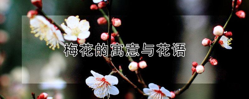 梅花的寓意与花语（梅花的寓意与花语是什么）