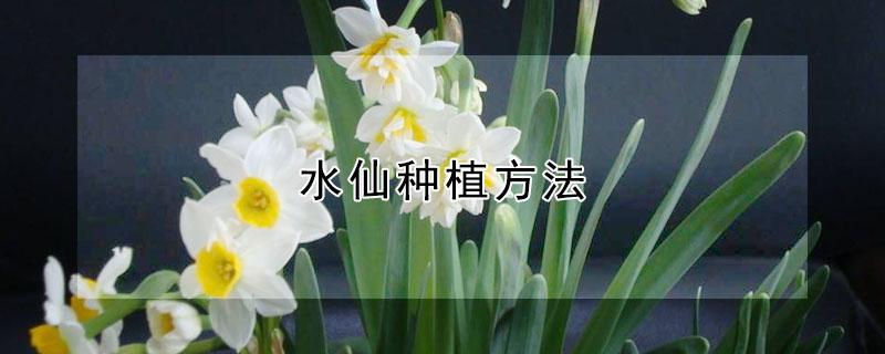 水仙种植方法（水仙种植方法和时间）