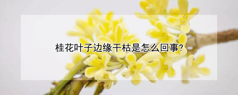 桂花叶子边缘干枯是怎么回事? 桂花叶边干枯了怎么回事