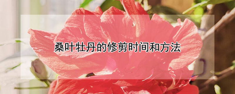 桑叶牡丹的修剪时间和方法 桑叶牡丹的修剪时间和方法图解