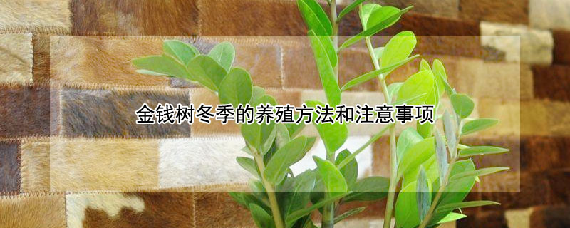 金钱树冬季的养殖方法和注意事项（金钱树冬季的养殖方法和注意事项有哪些）