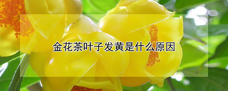 金花茶叶子发黄是什么原因 金花茶叶子发红是什么原因
