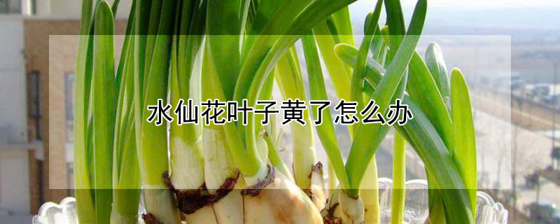 水仙花叶子黄了怎么办 水仙花叶子都黄了怎么办
