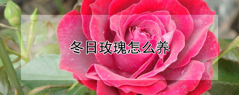 冬日玫瑰怎么养 冬日玫瑰怎么养才能开花