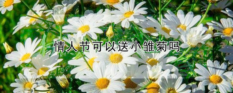 情人节可以送小雏菊吗 情人节可以送小雏菊吗?