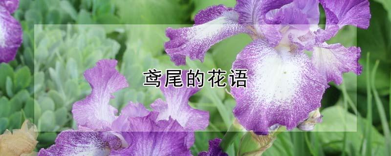 鸢尾的花语（鸢尾的花语和象征）
