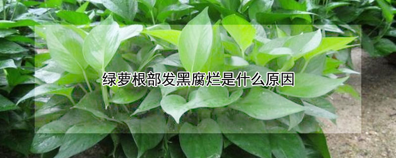绿萝根部发黑腐烂是什么原因 绿萝根部发黑腐烂是怎么回事
