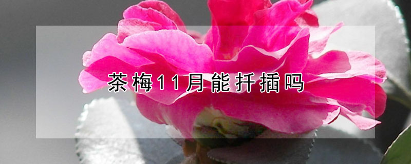 茶梅11月能扦插吗 茶梅11月能扦插吗视频