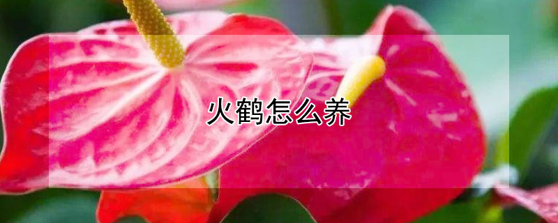火鹤怎么养（火鹤怎么养殖开的花又多又好）