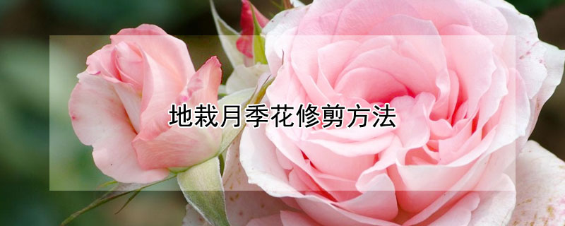 地栽月季花修剪方法（地栽月季花修剪方法视频教程）
