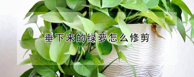垂下来的绿萝怎么修剪 绿萝太长了有必要剪掉吗