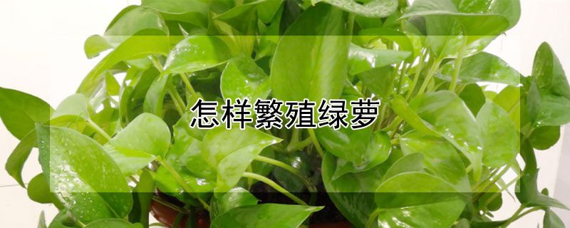 怎样繁殖绿萝（怎样繁殖绿萝视频教程）