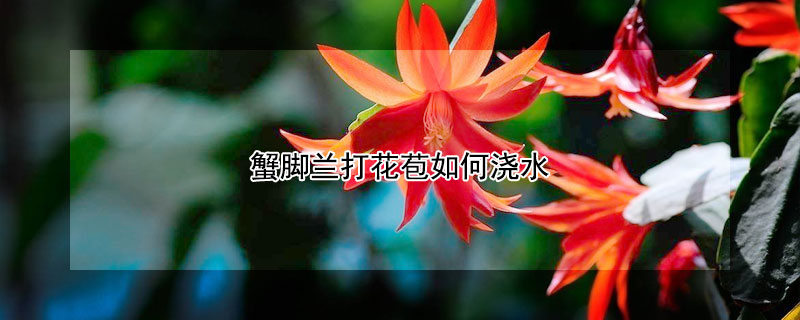 蟹脚兰打花苞如何浇水（蟹脚兰打花苞如何浇水呢）