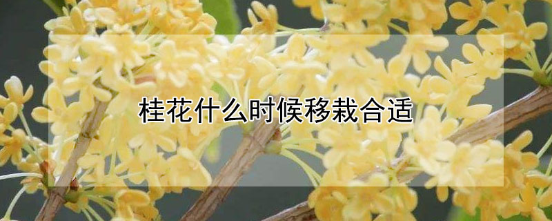 桂花什么时候移栽合适 桂花什么时候移栽最合适