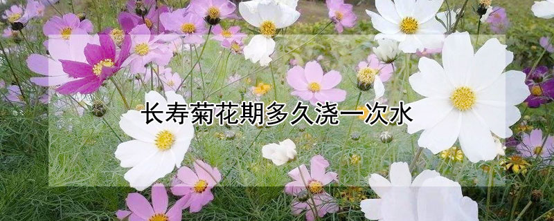 长寿菊花期多久浇一次水（长寿菊多长时间浇一次水）