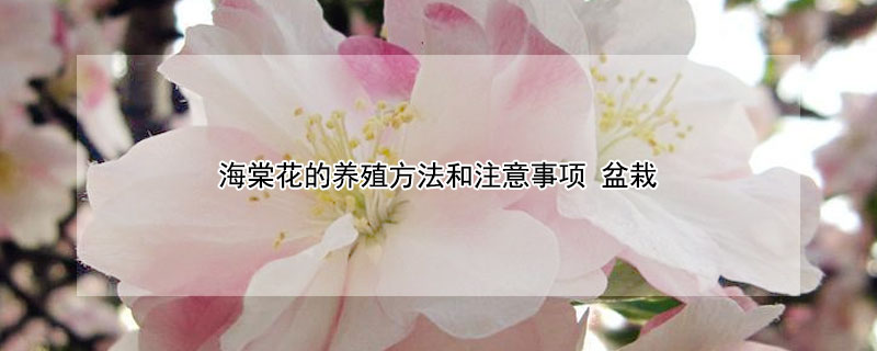 海棠花的养殖方法和注意事项 夫妻海棠花的养殖方法和注意事项