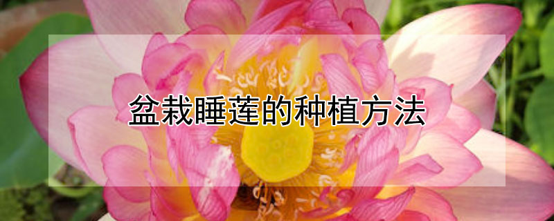 盆栽睡莲的种植方法 盆栽睡莲的种植方法视频讲解