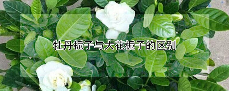 牡丹栀子与大花栀子的区别（牡丹栀子与大花栀子的区别在哪）