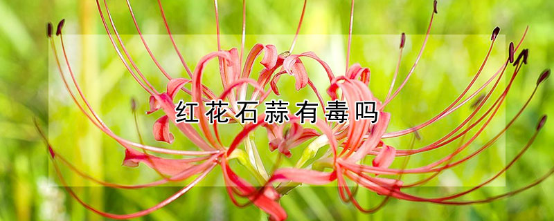 红花石蒜有毒吗（红花石蒜有毒吗花有毒吗）