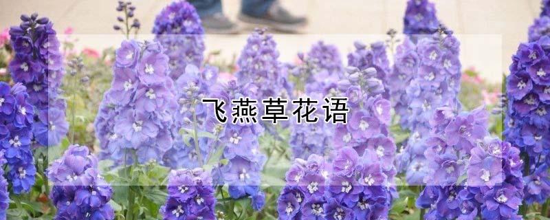 飞燕草花语 飞燕草花语是什么意思