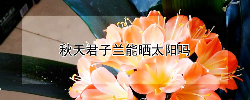秋天君子兰能晒太阳吗 秋天君子兰能晒太阳吗为什么