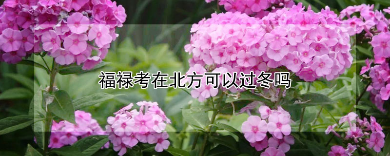 福禄考在北方可以过冬吗 福禄考北方可露地越冬吗
