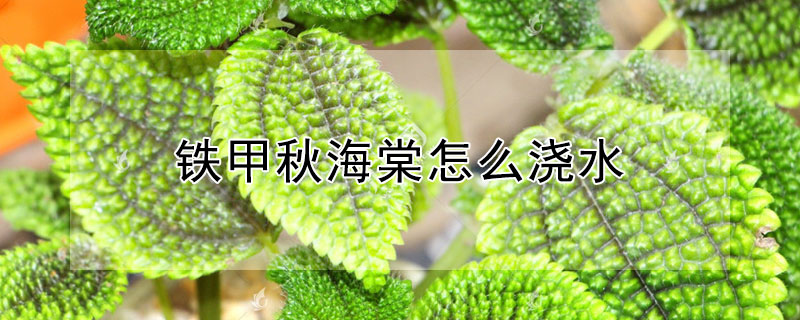 铁甲秋海棠怎么浇水 铁甲秋海棠浇水多了蔫了怎么办