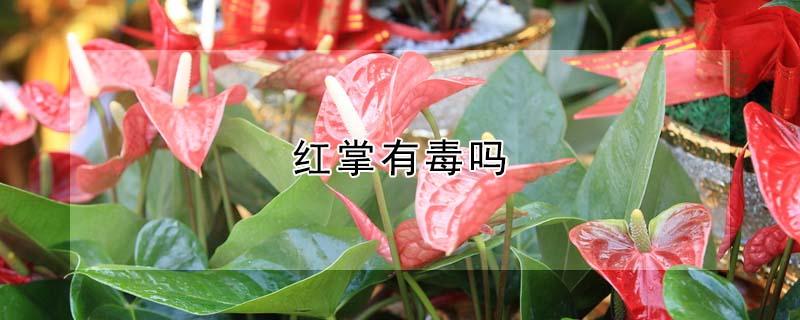 红掌有毒吗（红掌有毒吗?）
