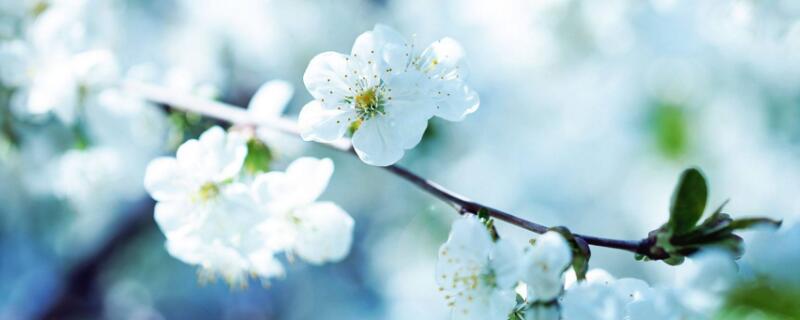 白色的桃花象征着什么（白色的桃花代表什么）