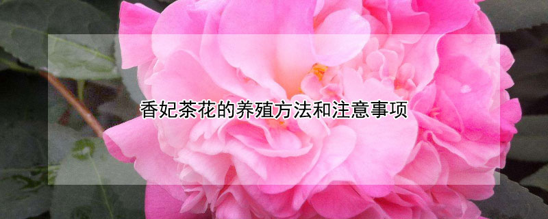 香妃茶花的养殖方法和注意事项（香妃茶花的养殖方法和注意事项地殖）