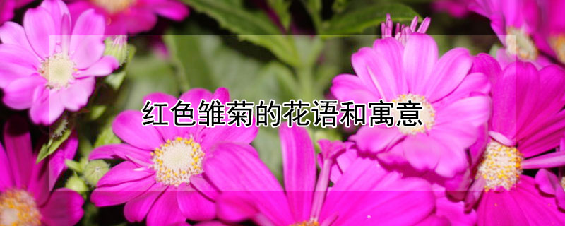 红色雏菊的花语和寓意 红色雏菊的花语和寓意是什么