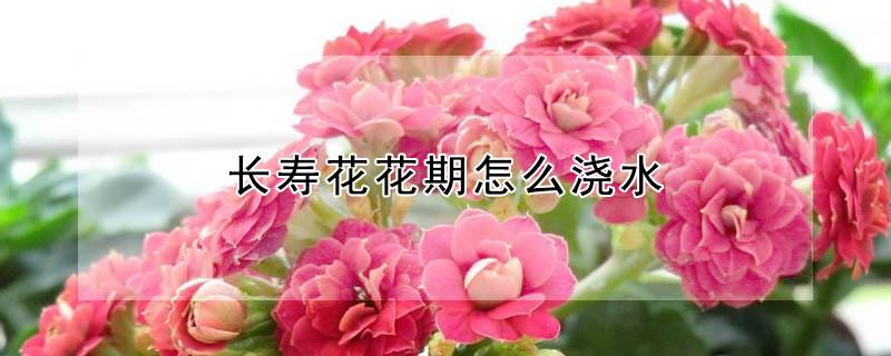 长寿花花期怎么浇水 长寿花花期怎么浇水视频