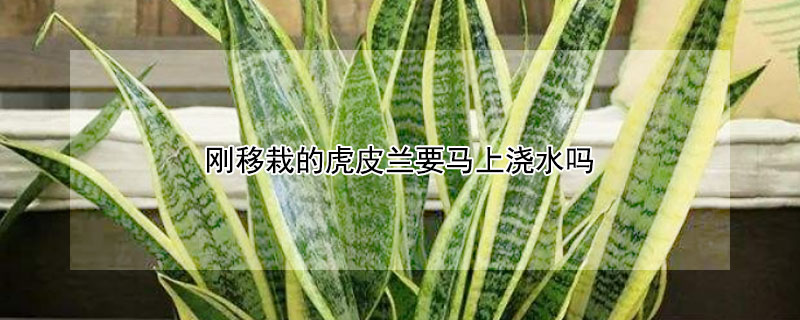 刚移栽的虎皮兰要马上浇水吗 刚移栽的虎皮兰要马上浇水吗