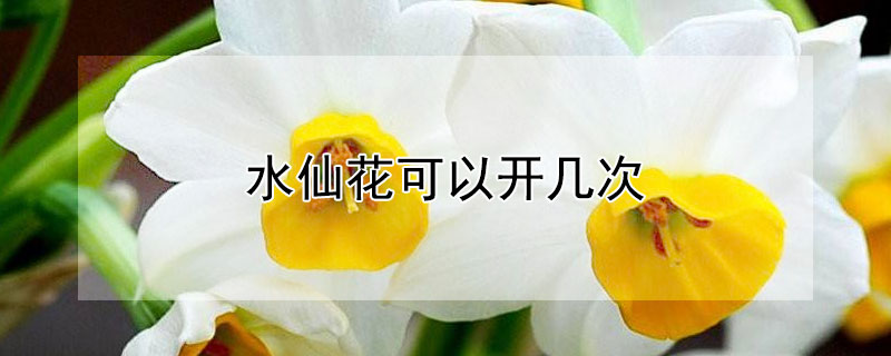 水仙花可以开几次 水仙花能开几茬
