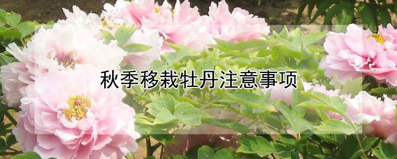 秋季移栽牡丹注意事项（秋季移栽牡丹注意事项和方法）
