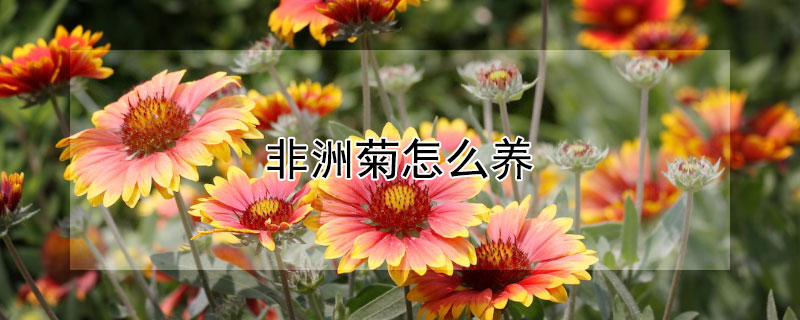 非洲菊怎么养（非洲菊怎么养在水中放多少水）