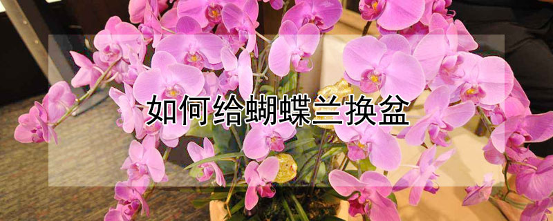 如何给蝴蝶兰换盆（如何给蝴蝶兰换盆视频）