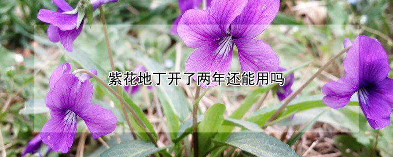 紫花地丁开了两年还能用吗 紫花地丁开了两年还能用吗图片
