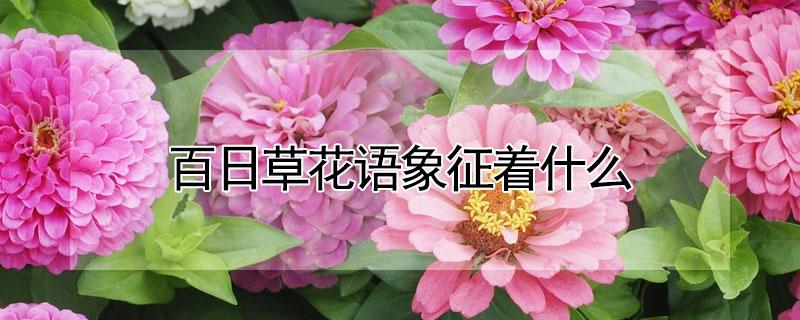 百日草花语象征着什么（百日草第二年能自生吗）