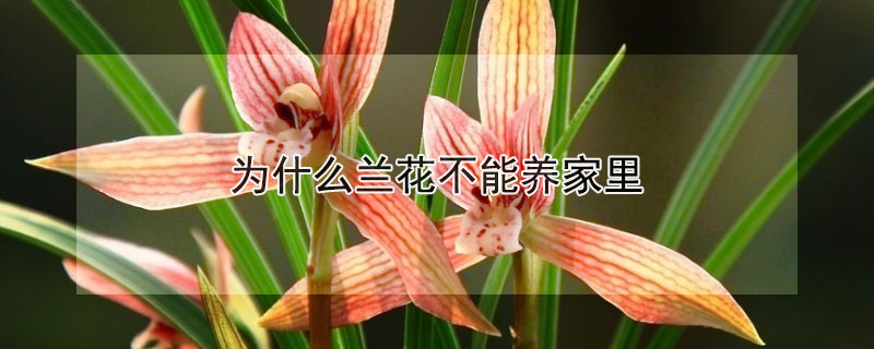 为什么兰花不能养家里（为什么兰花不能养家里风水好吗）