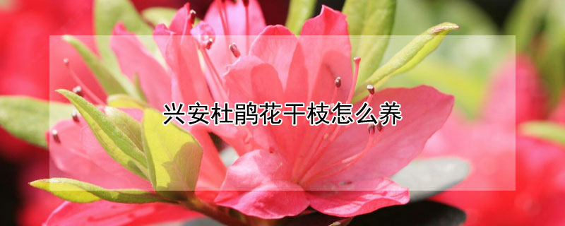 兴安杜鹃花干枝怎么养 兴安杜鹃花干枝怎么养的