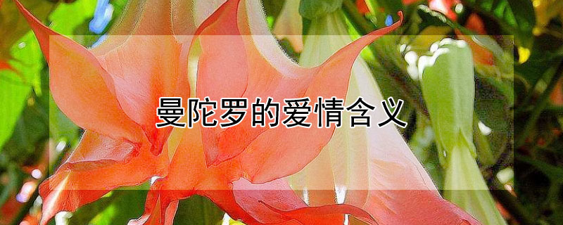 曼陀罗的爱情含义（曼陀罗为什么叫情花）