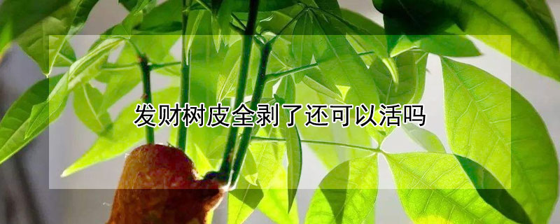 发财树皮全剥了还可以活吗 发财树皮全剥了还可以活吗视频