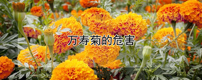 万寿菊的危害（万寿菊的危害和副作用）