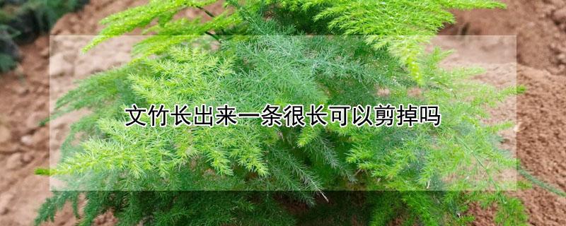 文竹长出来一条很长可以剪掉吗 文竹长出来一条很长可以剪掉吗