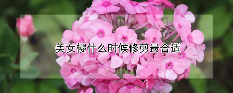美女樱什么时候修剪最合适（美女樱什么时候移栽最合适）