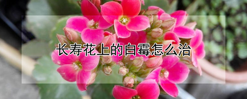 长寿花上的白霉怎么治 长寿花起白霉怎么治疗