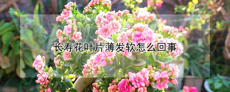 长寿花叶片薄发软怎么回事（长寿花软塌塌的咋回事）