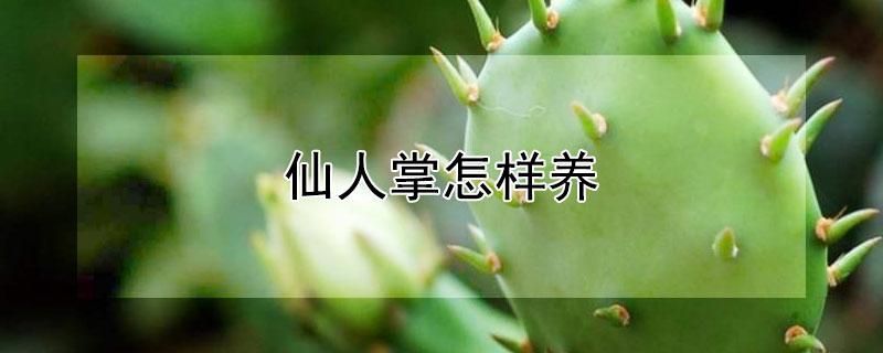 仙人掌怎样养（水培仙人掌怎么养）